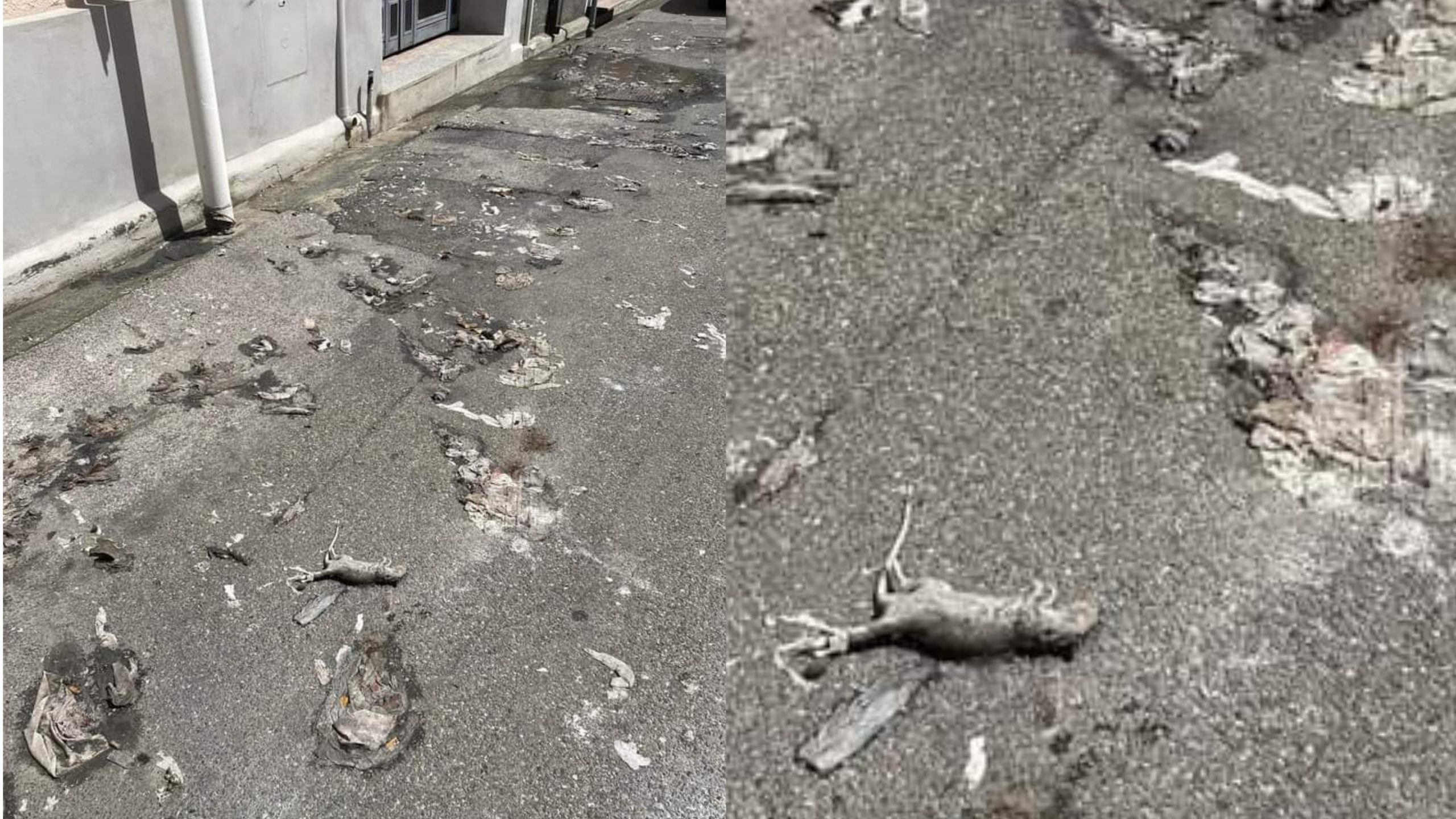 Pirri: topi morti, escrementi e liquami maleodoranti in via Argiolas