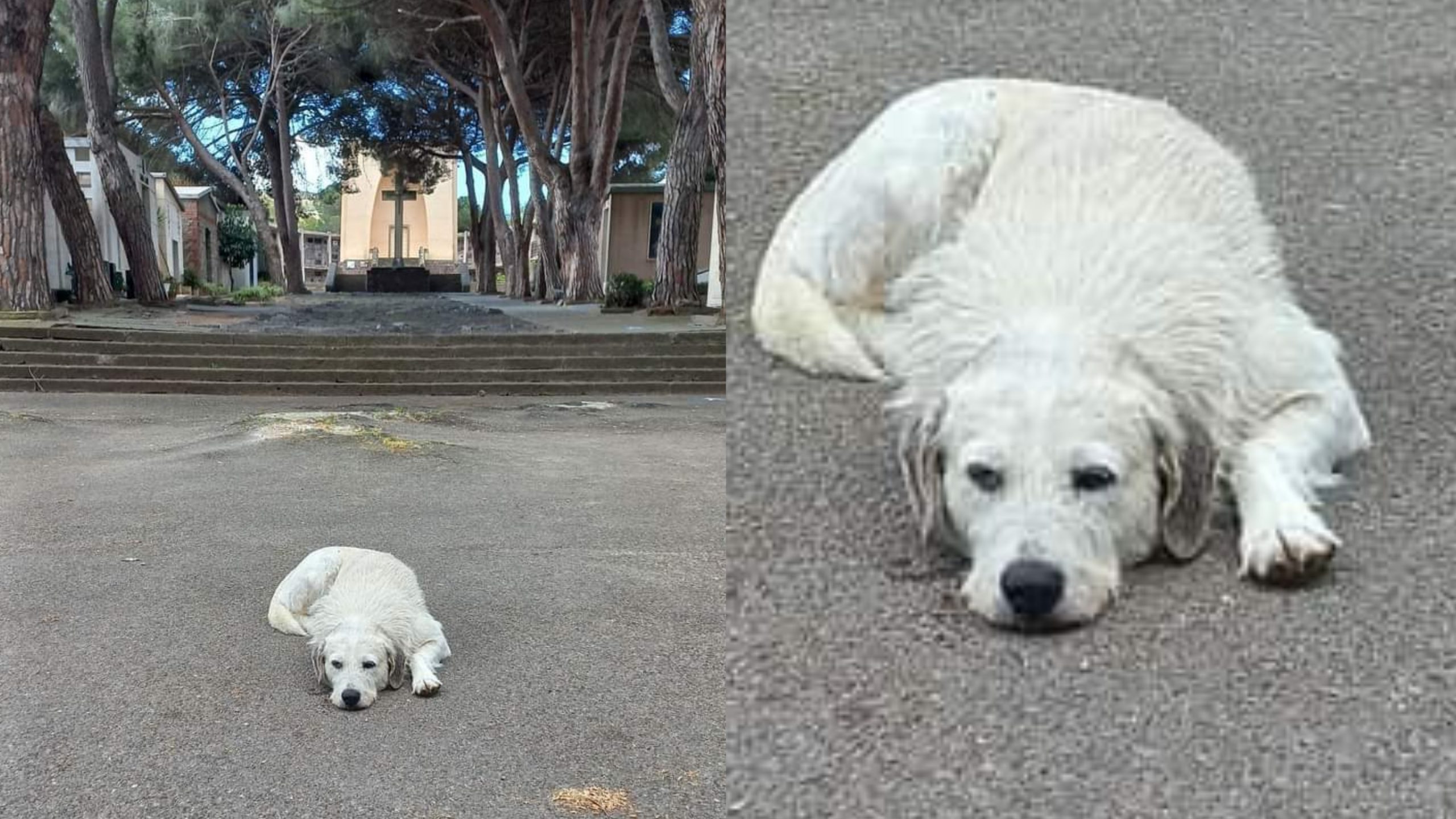 Carbonia, da quando è morto il padrone vive all’interno del cimitero: un grosso cane bianco non si rassegna