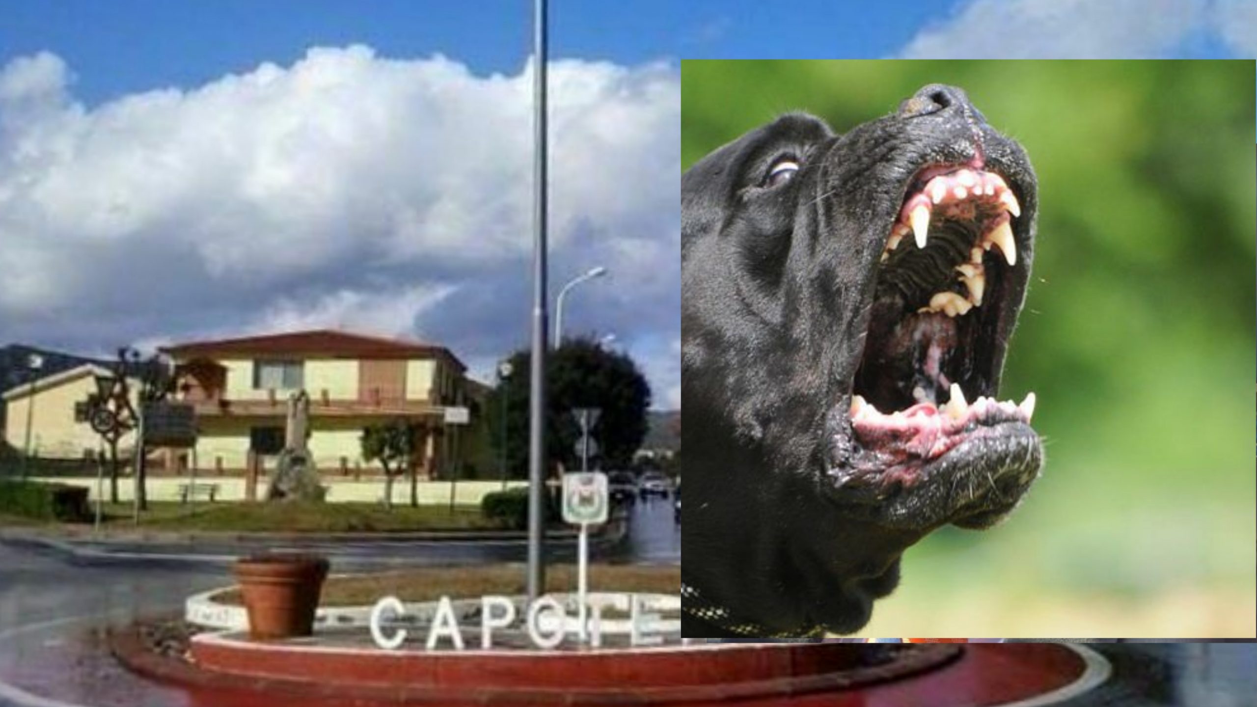Capoterra, bimbo di 8 anni azzannato da un cane: “I molossi vanno tenuti al guinzaglio”