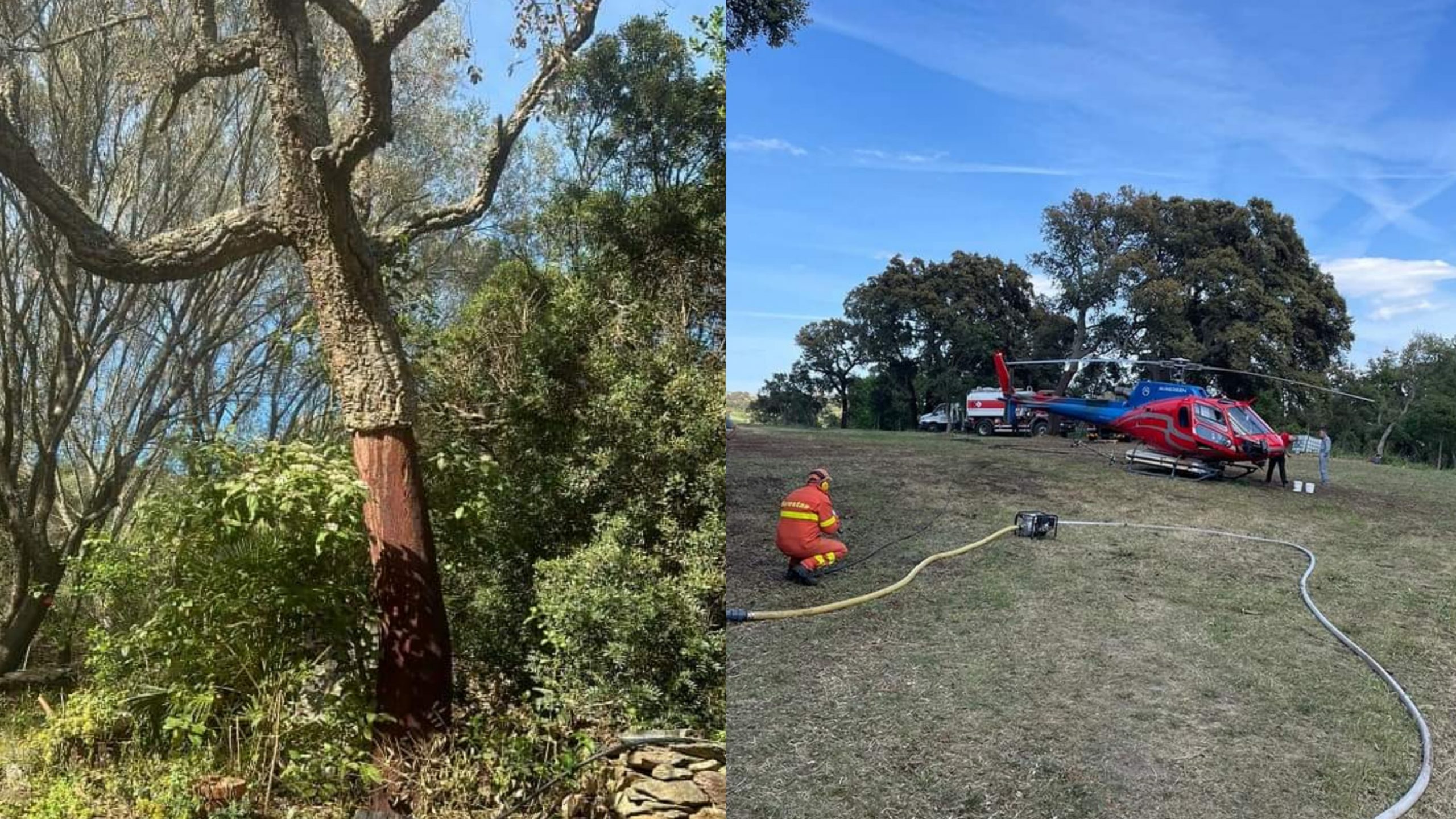 Sugherete sarde in pericolo, decimate da un parassita defogliatore: via alla lotta biologica