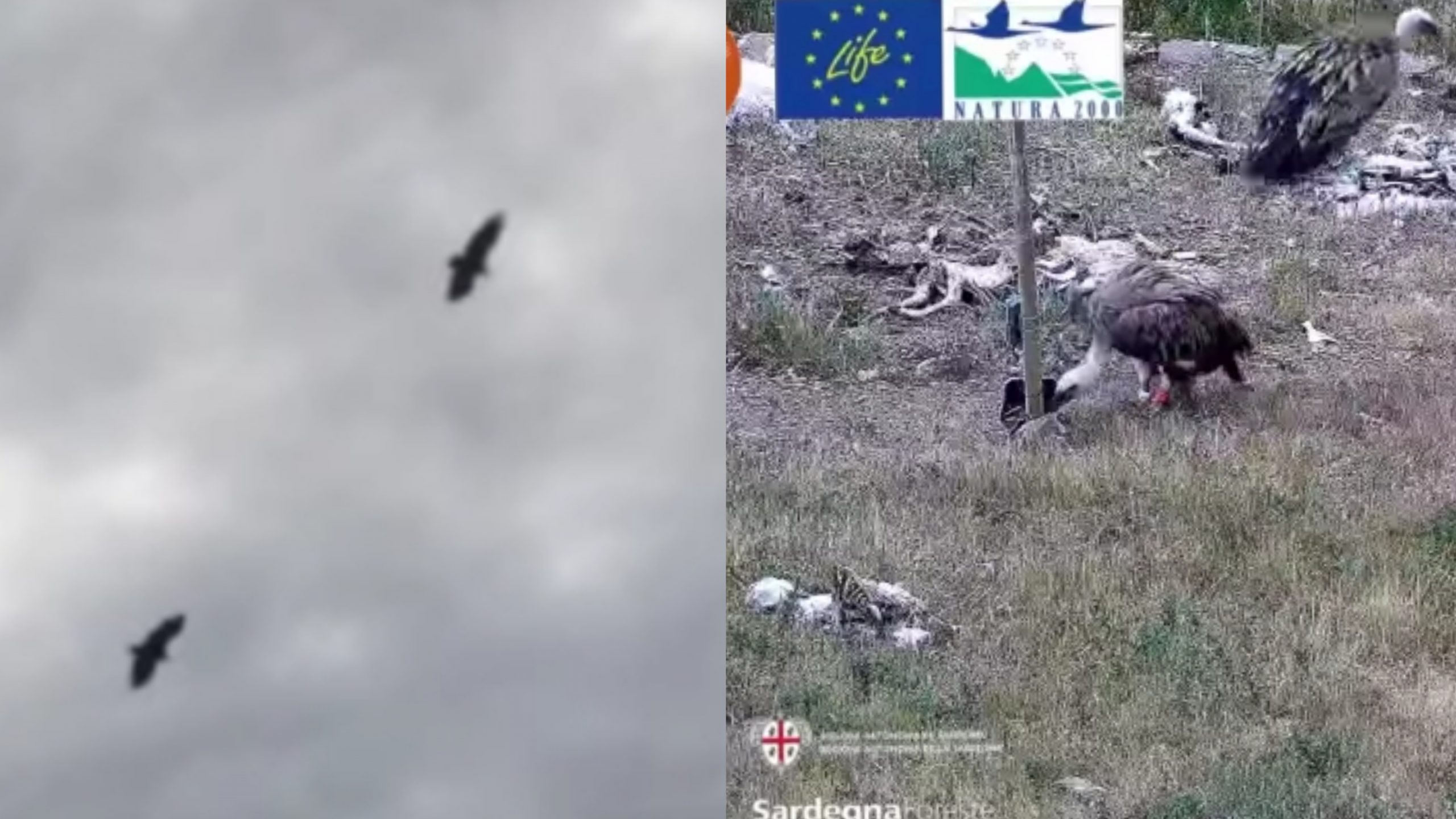 Il grifone Cearomana è tornato a casa: allarme rientrato per il rapace