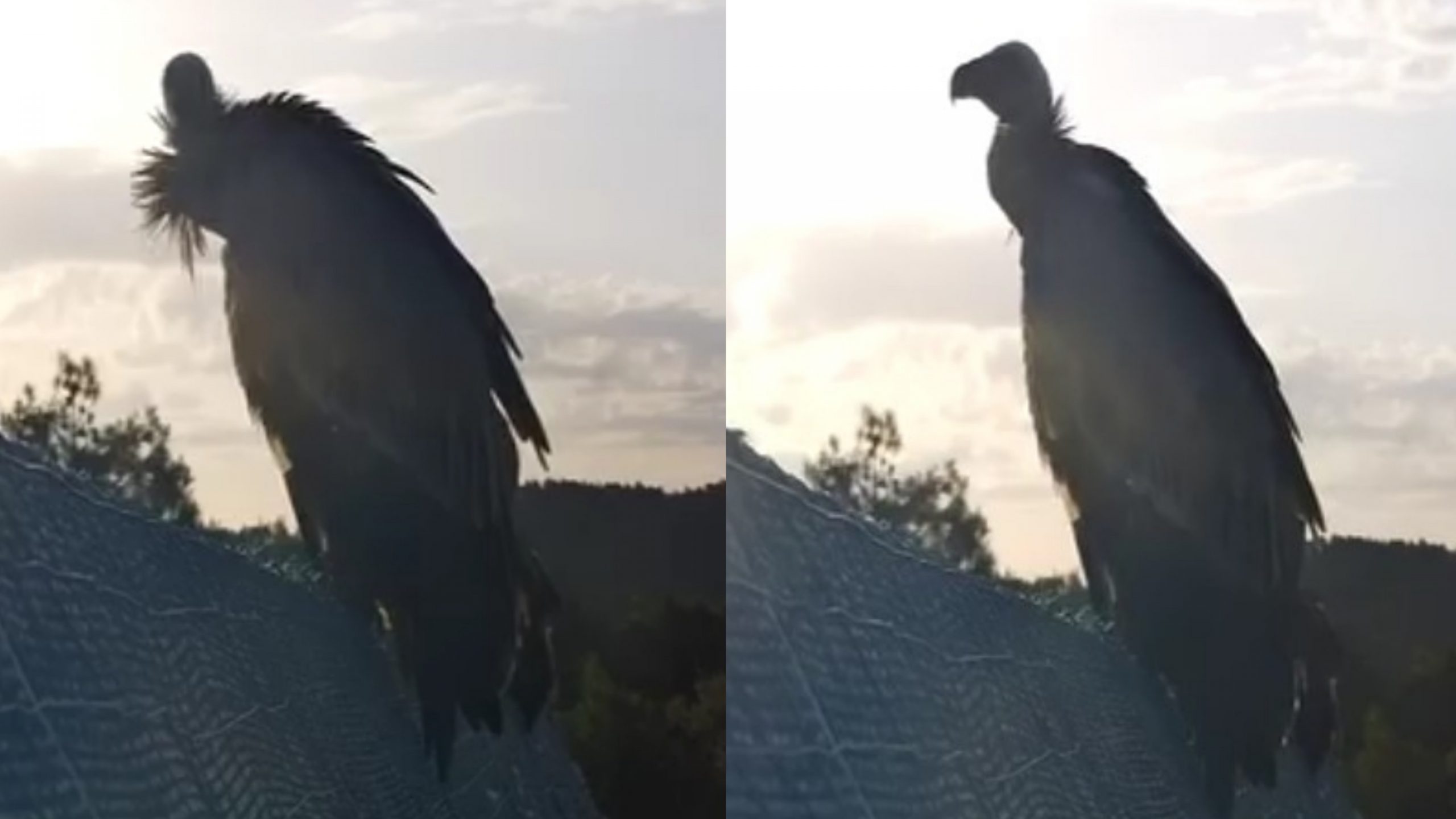 Villasalto, i grifoni liberi sempre più vicini a quelli ancora in voliera: “Quasi una nuova colonia”