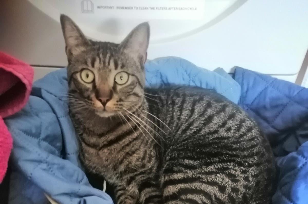 Smarrito Bobo all’aeroporto di Elmas: sos per ritrovare il bellissimo gattino tigrato