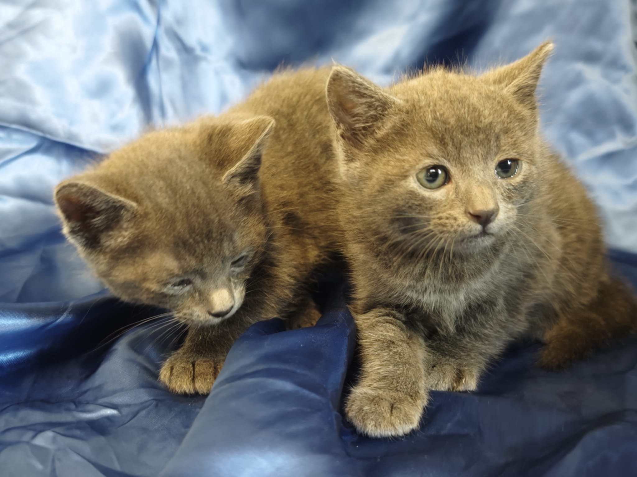 Micro micini in cerca di casetta