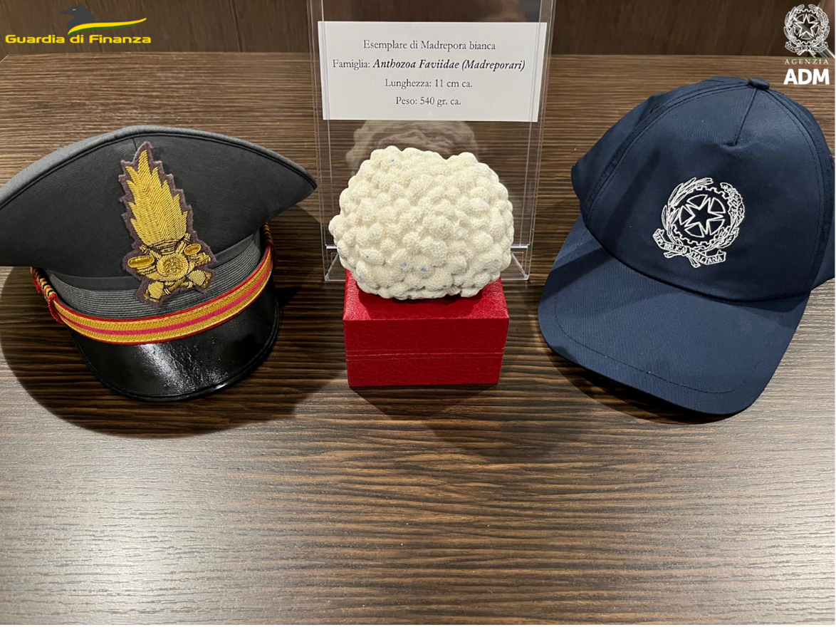 Conchiglie e coralli sequestrati all’aeroporto di Elmas