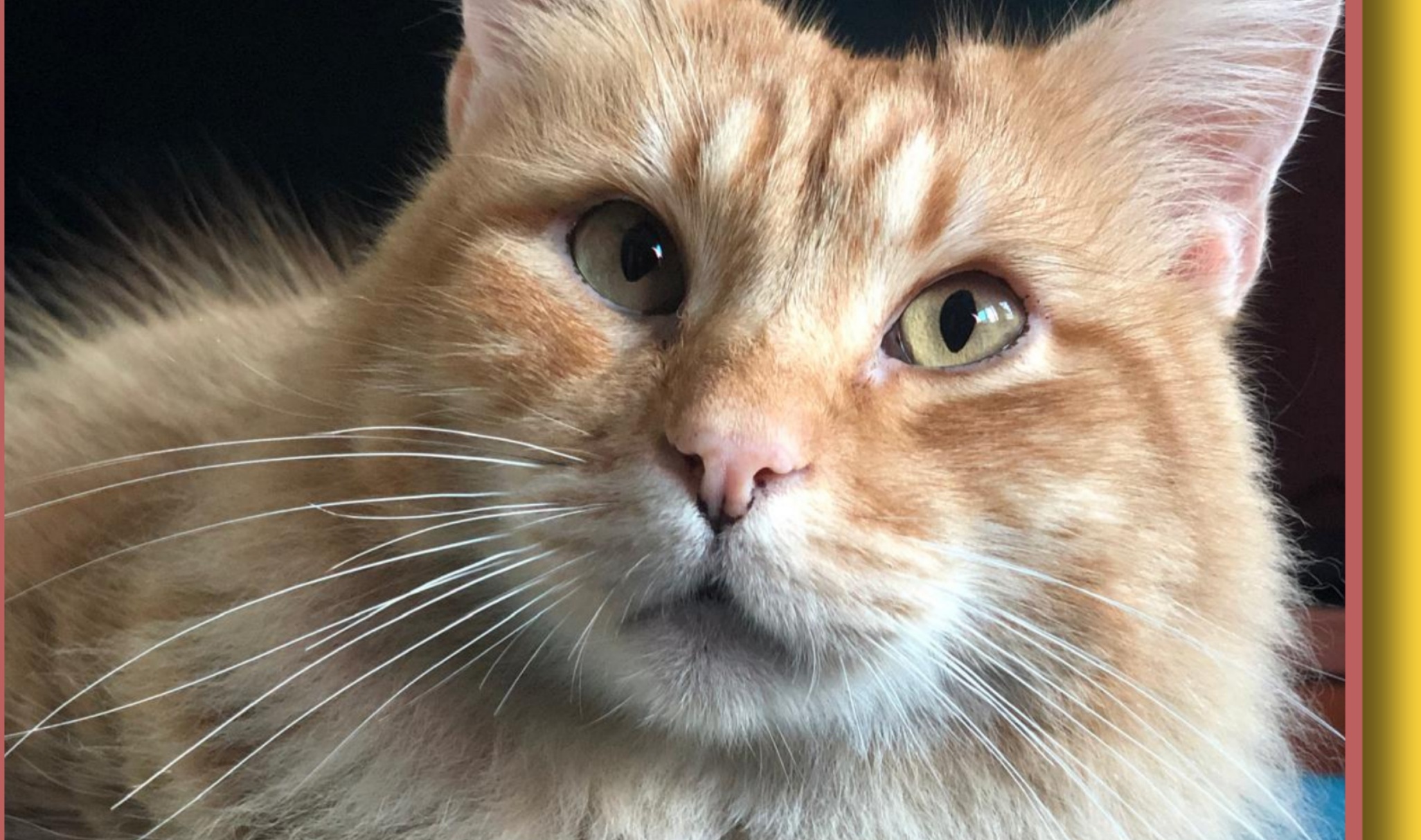 Sos per Coccolone, si cerca gatto donatore gruppo A