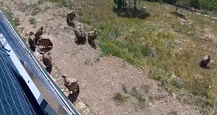 Villasalto, i grifoni liberati poche settimane fa stazionano accanto alla voliera