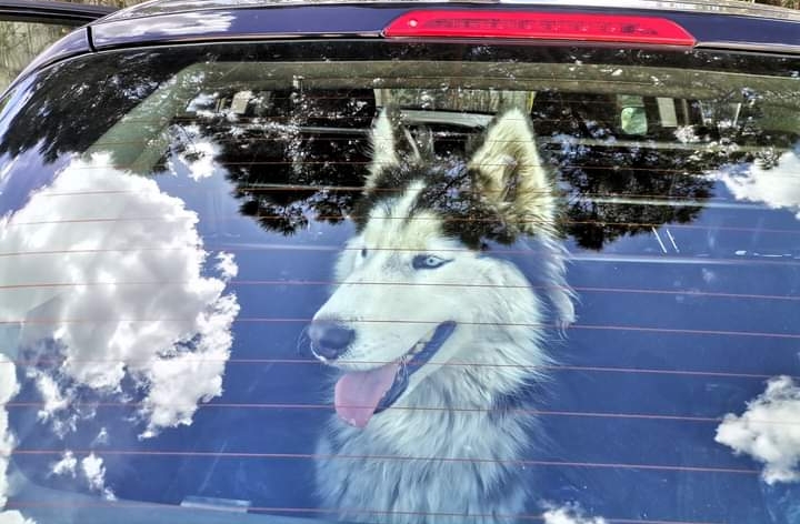 Da Capoterra al canile di Assemini, Caronte ha trovato una nuova famiglia