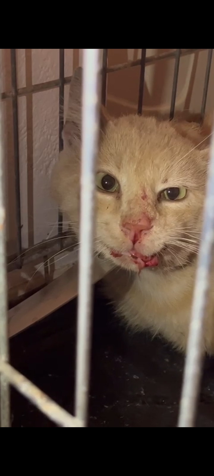 Raccolta fondi per Milo, il gatto di quartiere vittima di violenza