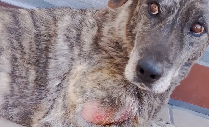 Perde il lavoro e ora chiede aiuto: “Salvate il mio Max, non posso più permettermi di curarlo”