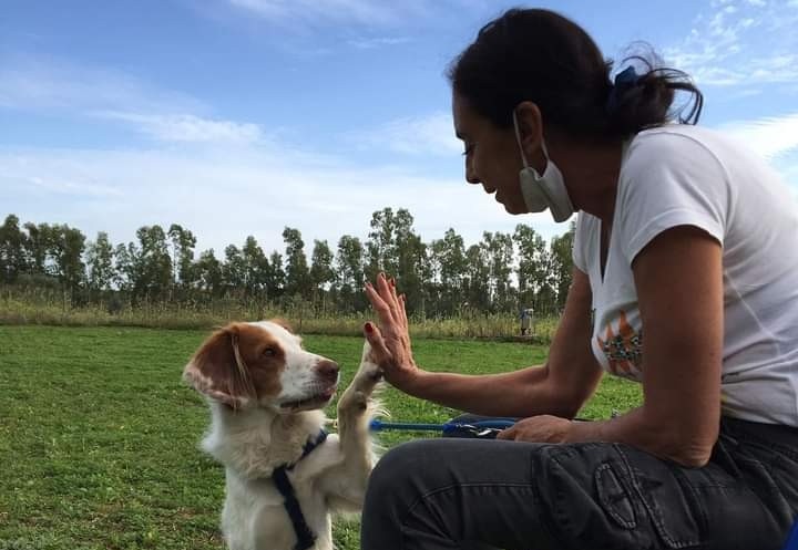 Sardegna, cani aggressivi di nuovo al centro dell’attenzione