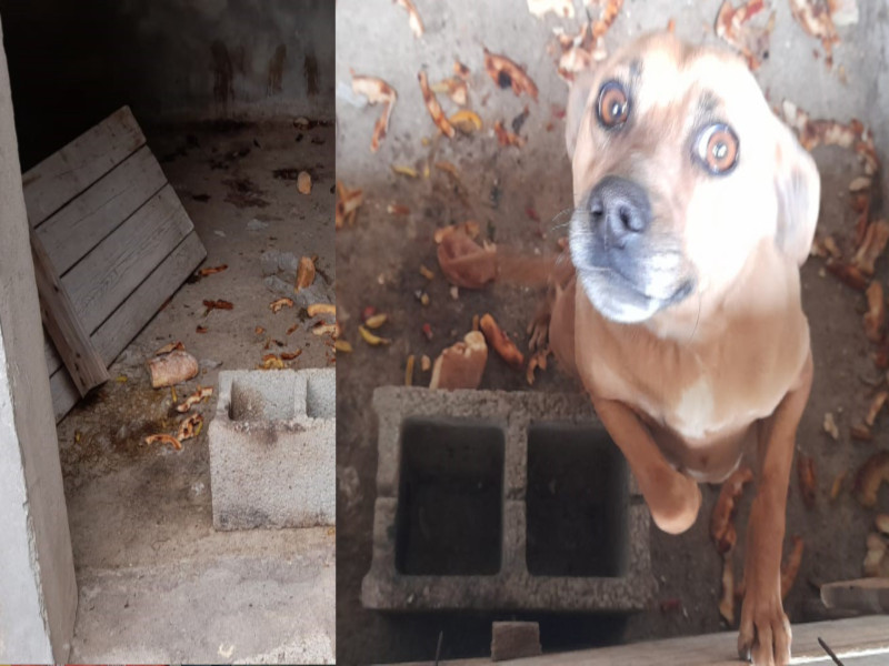 Orrore nel Cagliaritano: un cagnolino murato vivo e lasciato senza cibo nè acqua