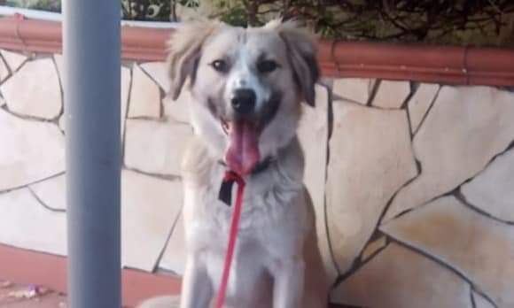 Salvato dalle auto in corsa cerca stallo o adozione