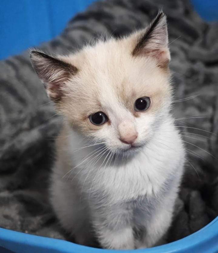 Eleonora cerca casa: chi la adotta?