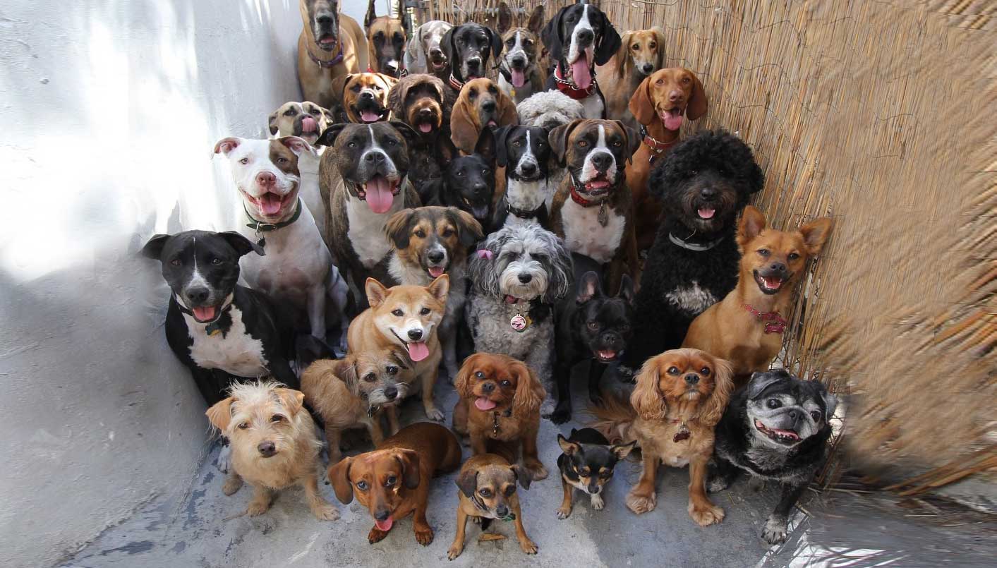 Quartucciu, per San Giorgio Martire cani meticci e di razza in passerella