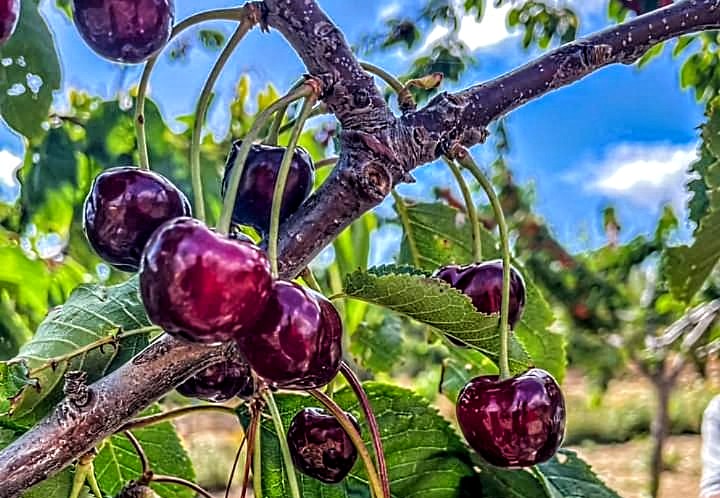 Le ciliegie di Burcei verso l’iscrizione al registro di repertorio regionale biodiversità