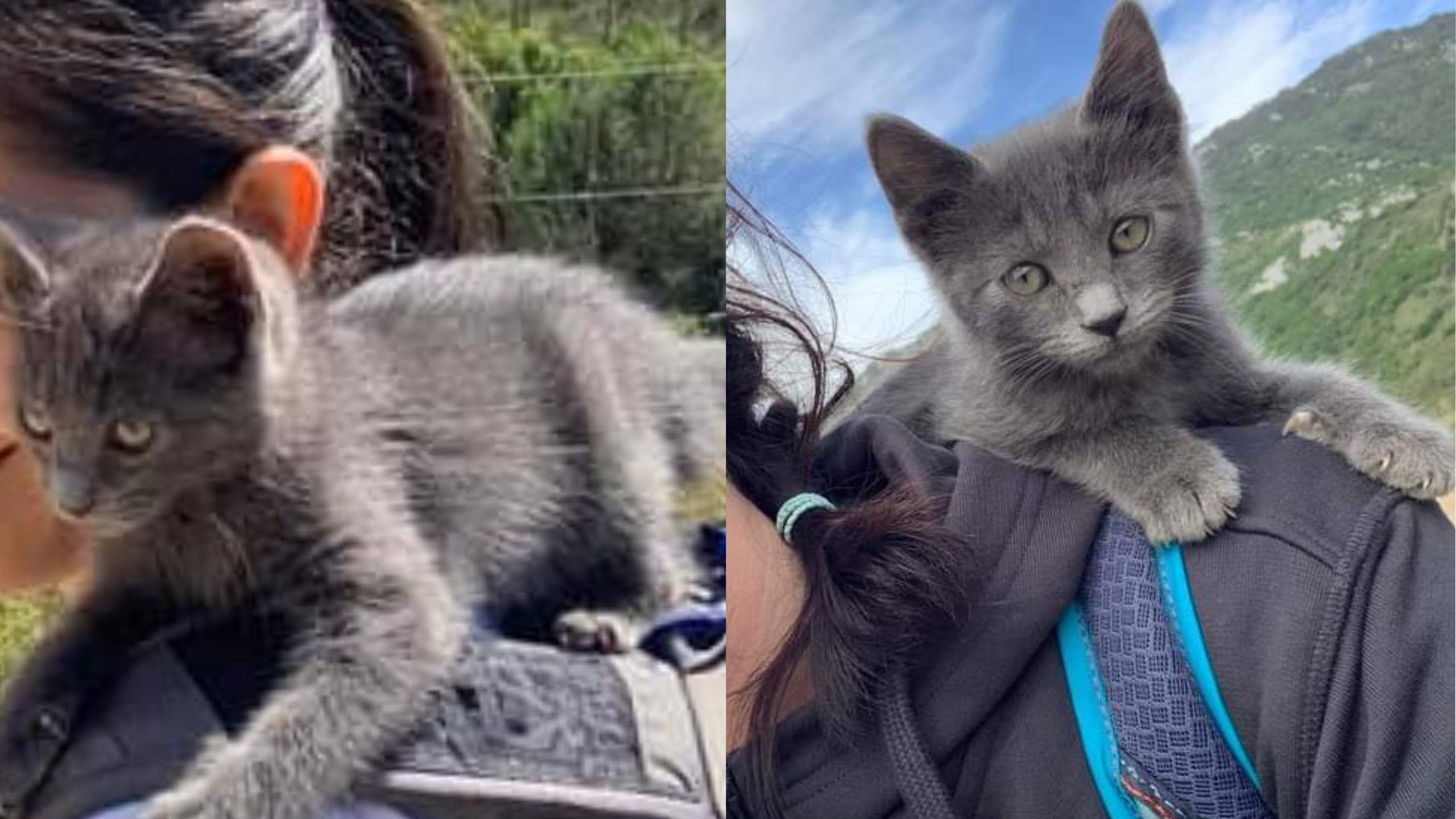 Trovano un gatto lungo il cammino di Santa Barbara, 4 ragazze lo adottano