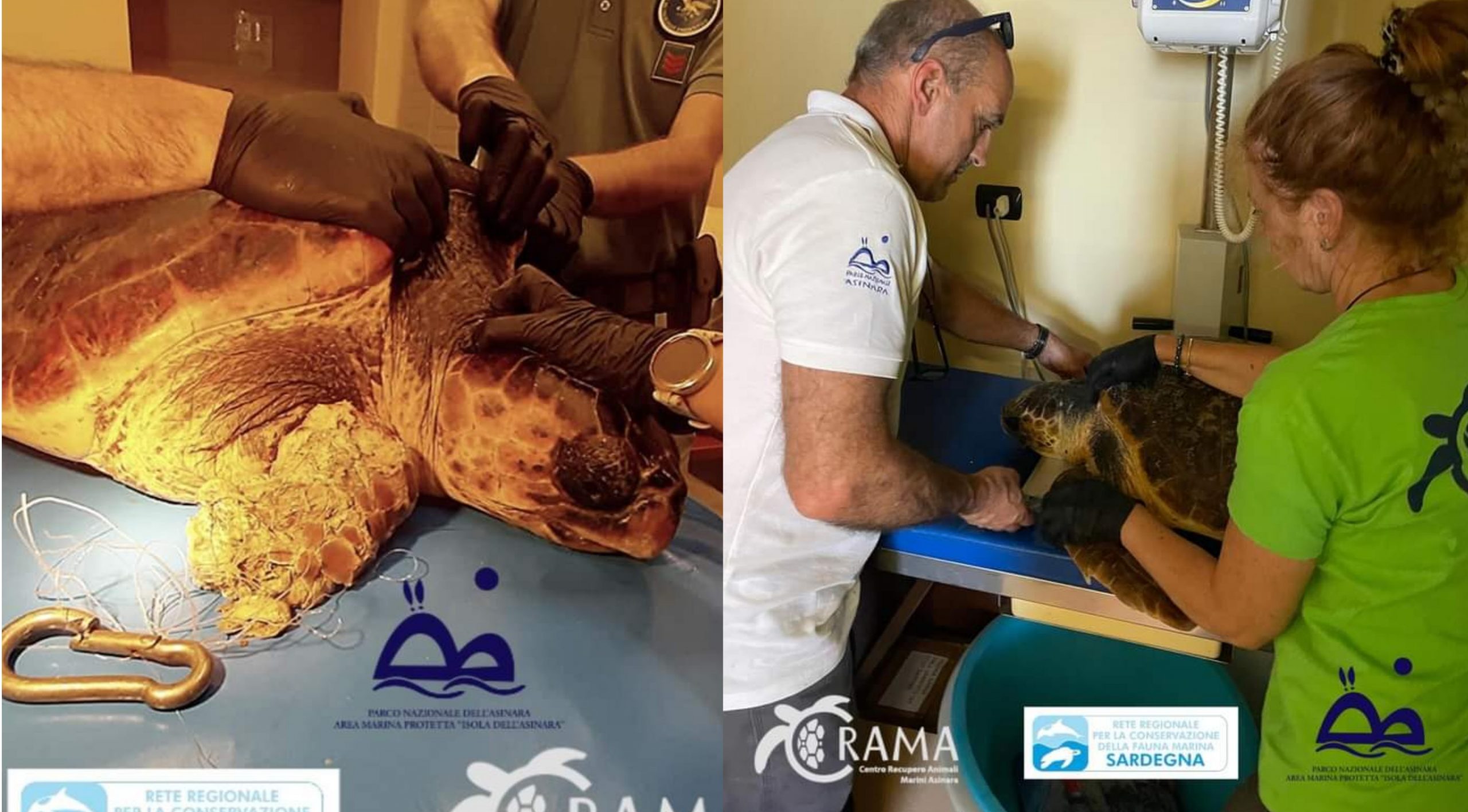 Caretta Caretta intrappolata nelle reti da pesca, amputata la pinna anteriore