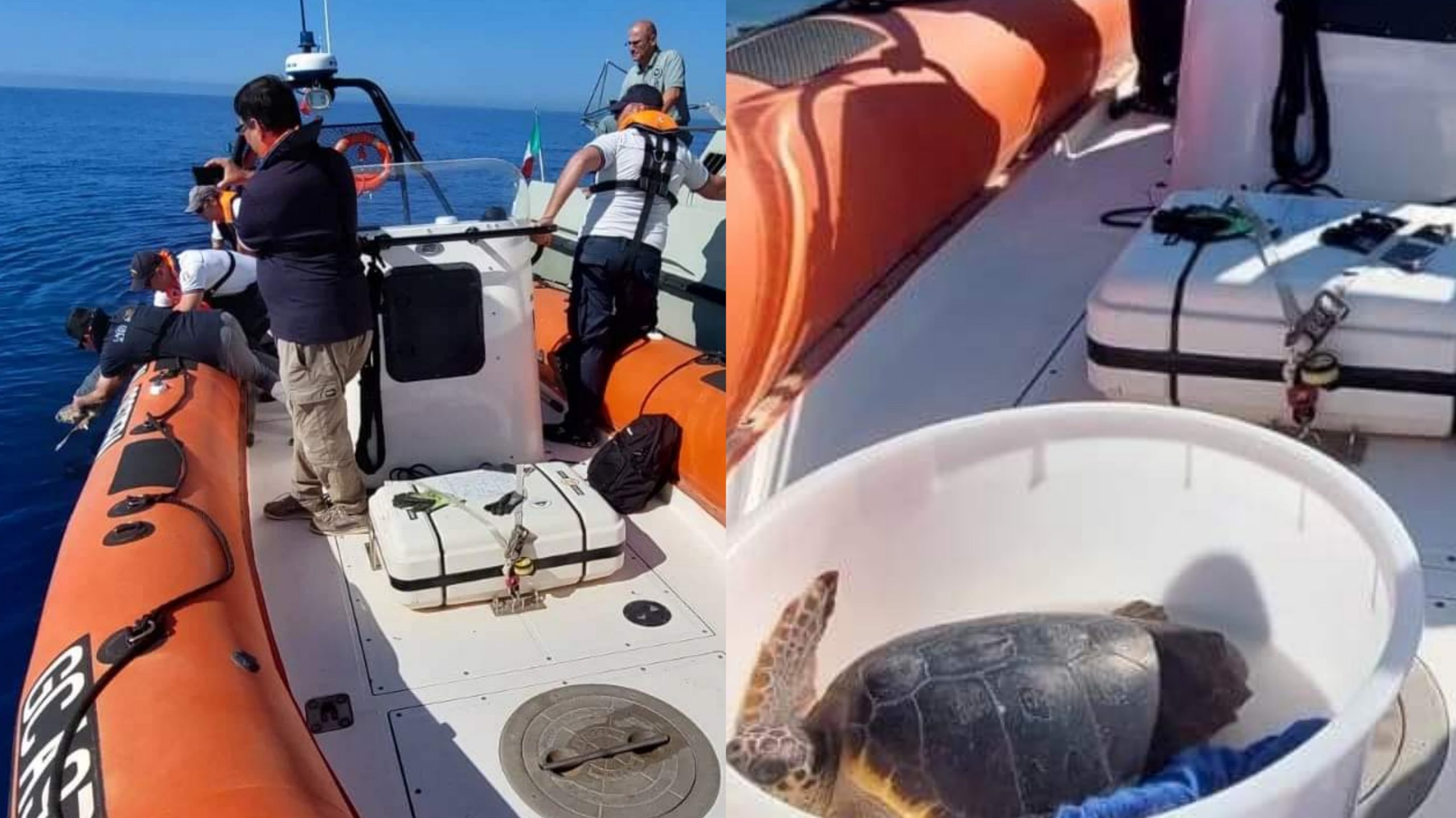 Nora, rischia di morire a causa della plastica: nuova vita per la tartaruga Antioco