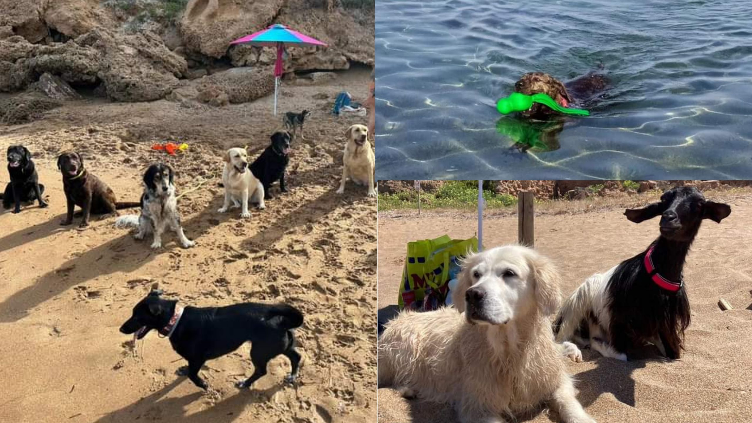 Gonnesa, inizia la stagione balneare anche per gli amici a 4 zampe