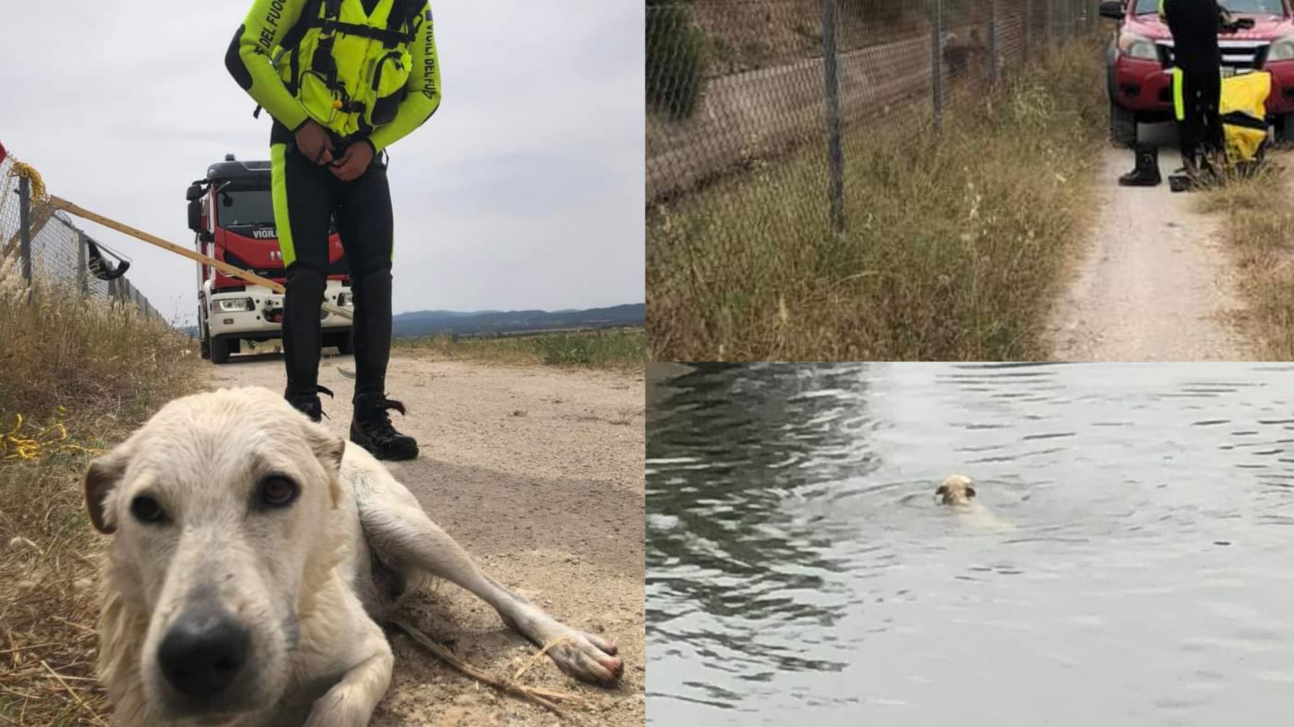 Guasila, cagnolina cade in un canale: salvata dai vigili del fuoco