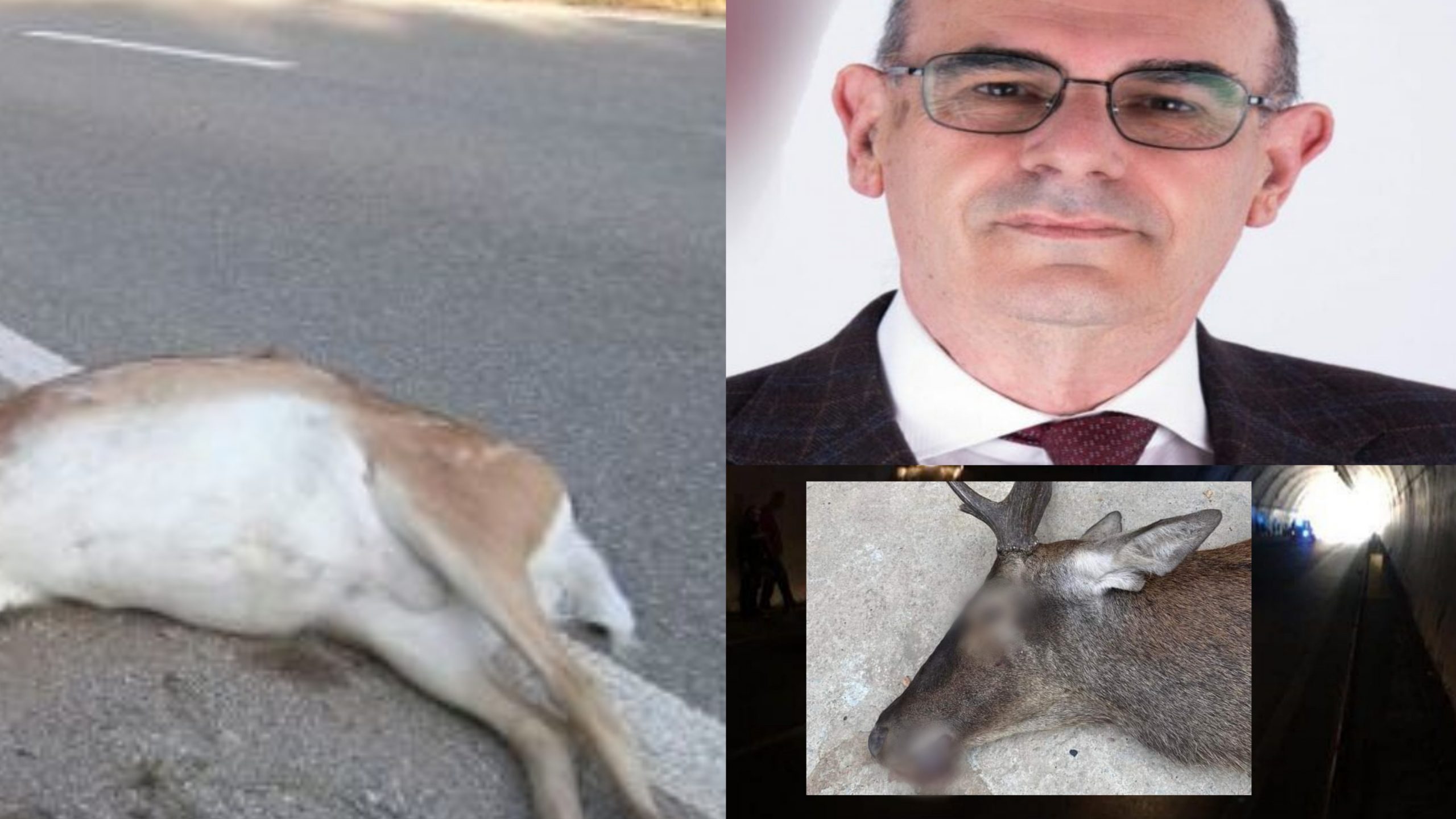 Centauro morto nello schianto con un cervo a Pula, è allarme rosso: “Una parte degli animali va trasferita”