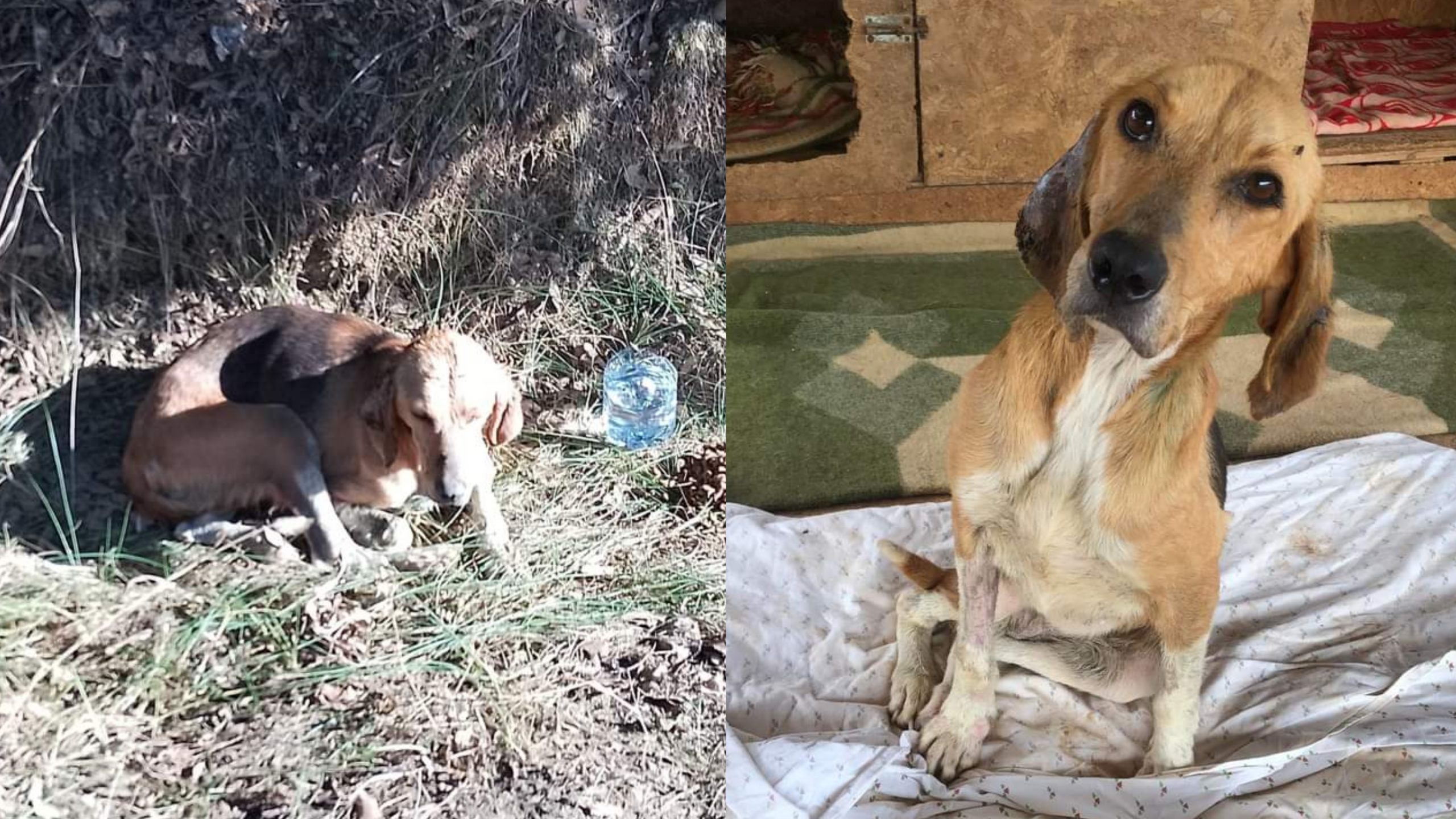 Ancora un abbandono, cagnolina scheletrica salvata a Gonnosfanadiga