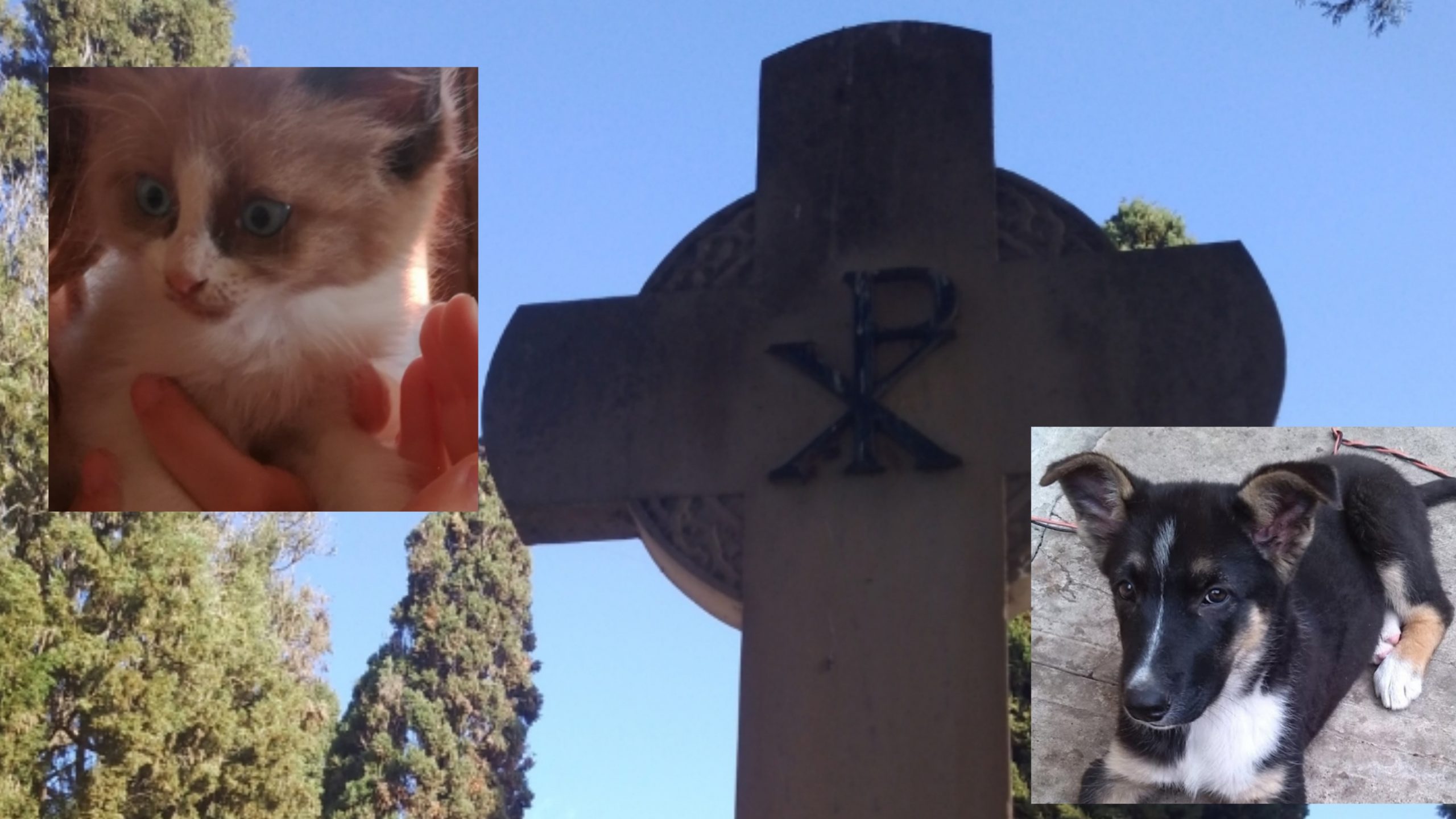 Capoterra, un cimitero comunale per gli amici a quattro zampe