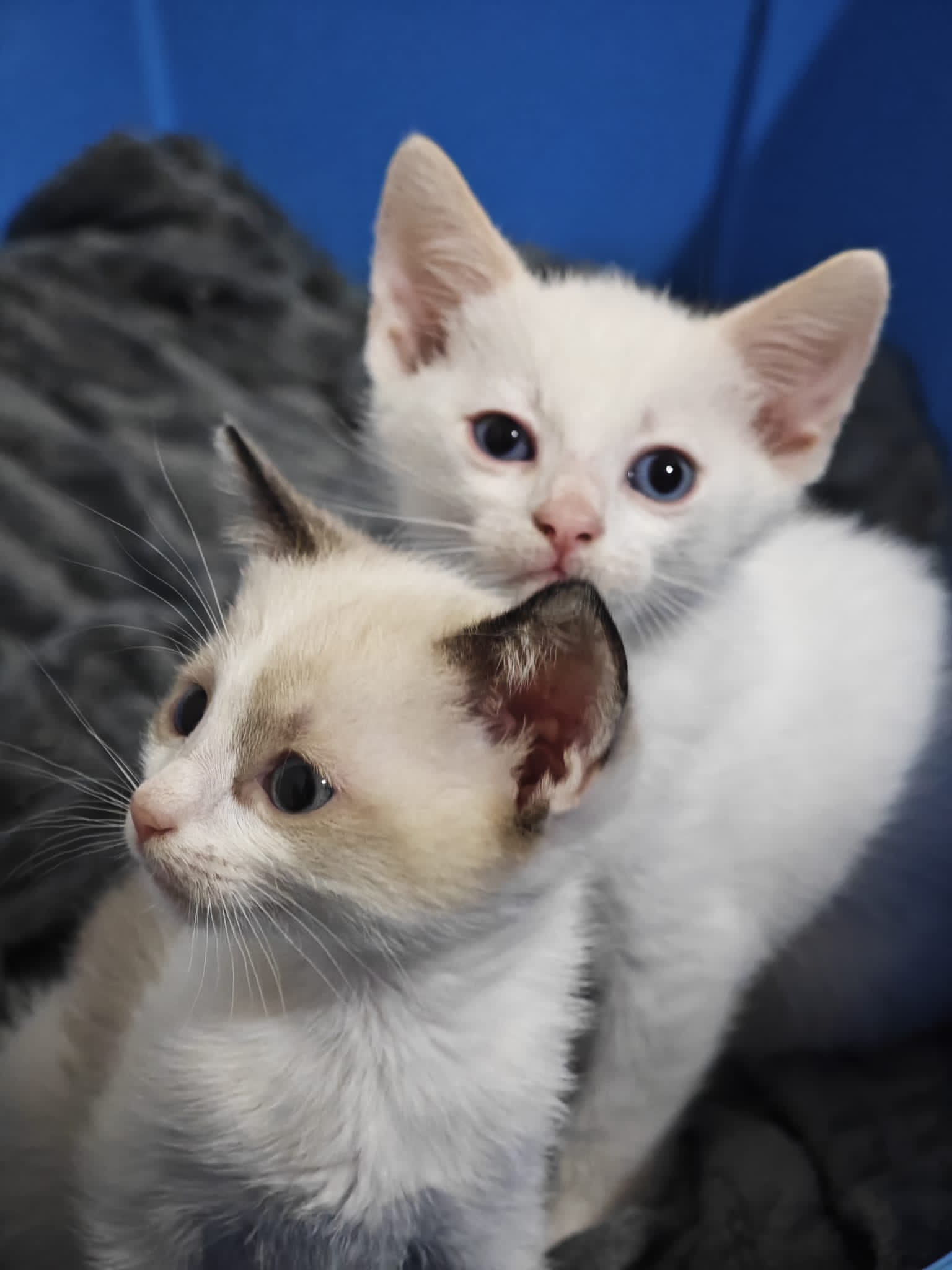 Adozione del cuore per Eros e Eleonora, non separiamoli!