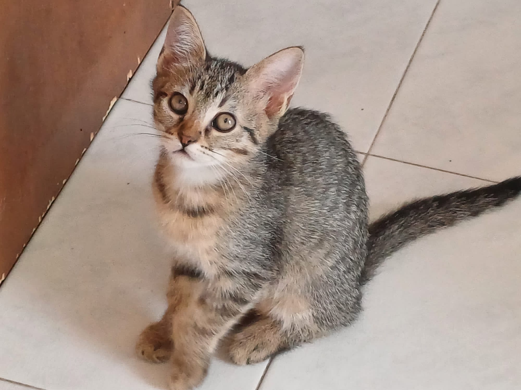 Quattro tigratini in cerca di adozione a Radio Zampetta Sarda