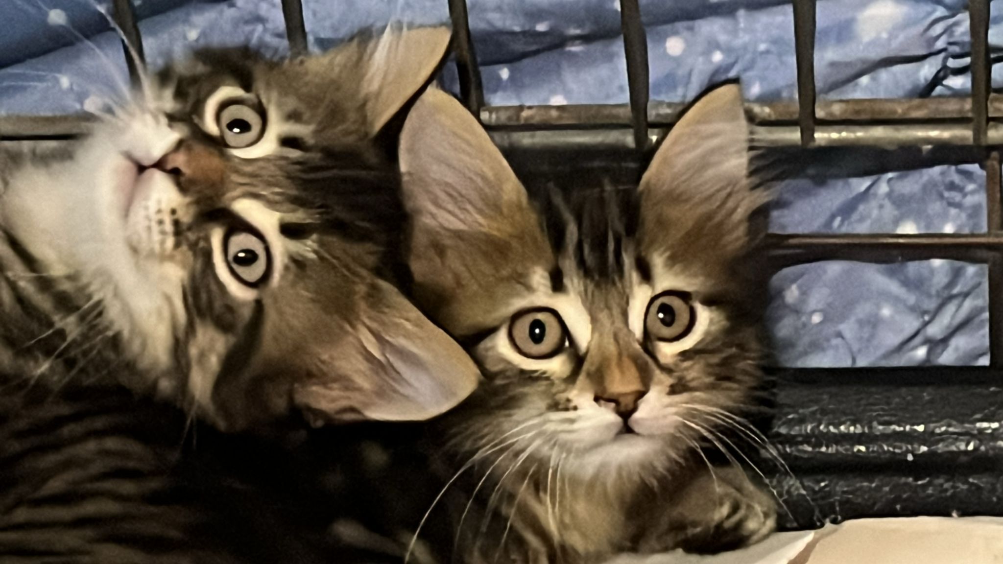 “Portami Con Te”, al via la campagna di adozione sponsorizzata da Radio Zampetta Sarda