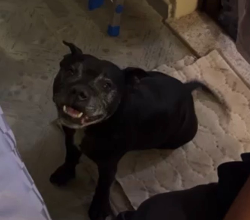 Radio Zampetta Sarda: sos a Poggio dei Pini per Nino, smarrito alle 20 di ieri