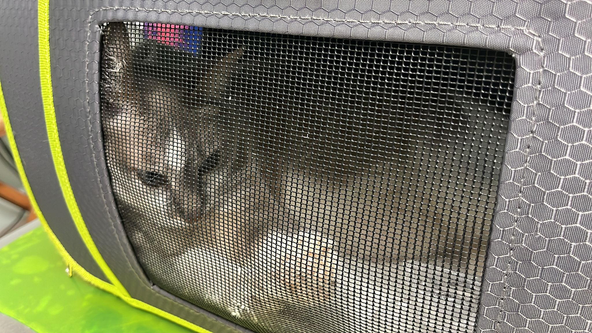 Sos a Radio Zampetta Sarda: “Cerchiamo gatto donatore gruppo A per salvare Sophie”