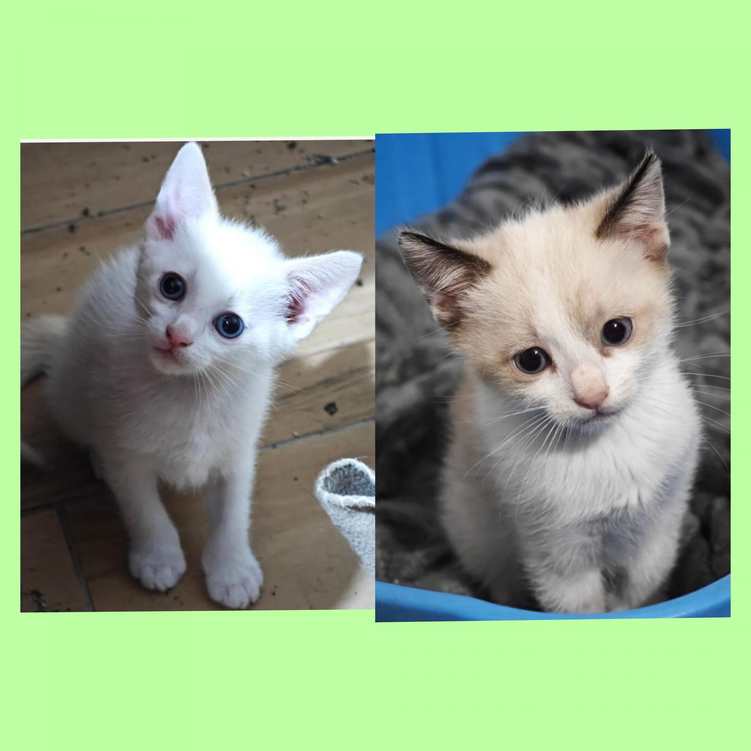 Eros ed Eleonora si vogliono bene, ma nessuno li vuole adottare in coppia