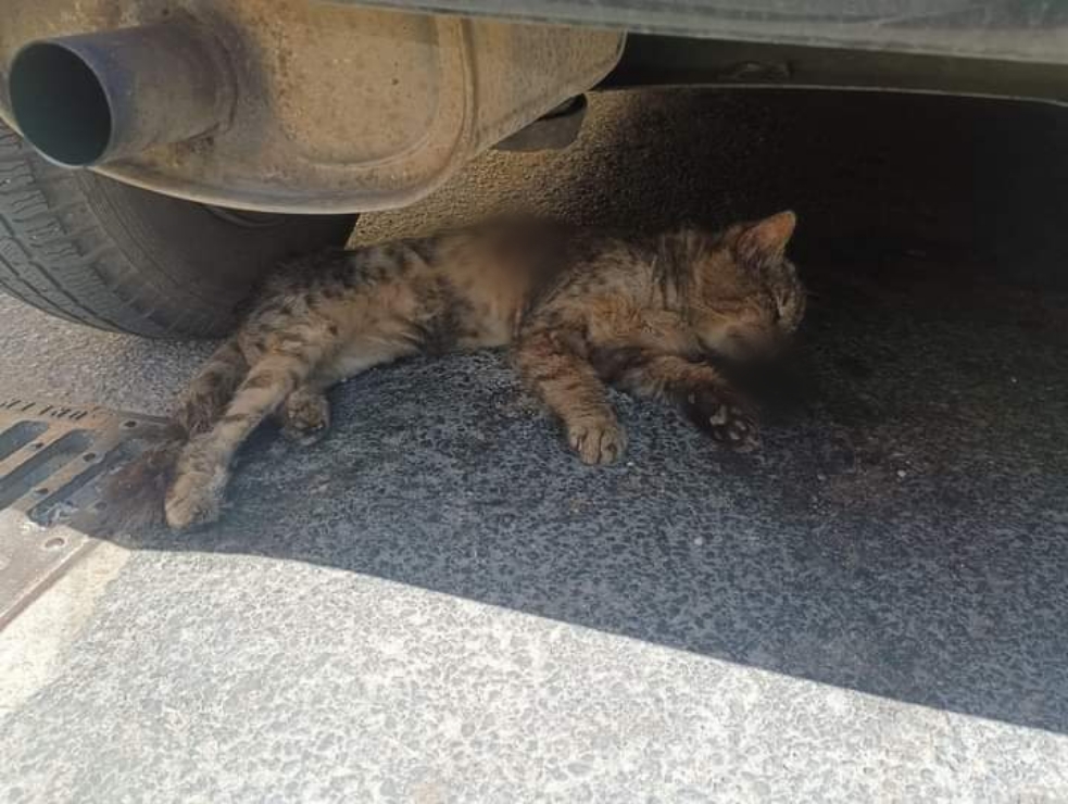 Gattino ferito e in pericolo di vita a Decimomannu, interviene la polizia municipale