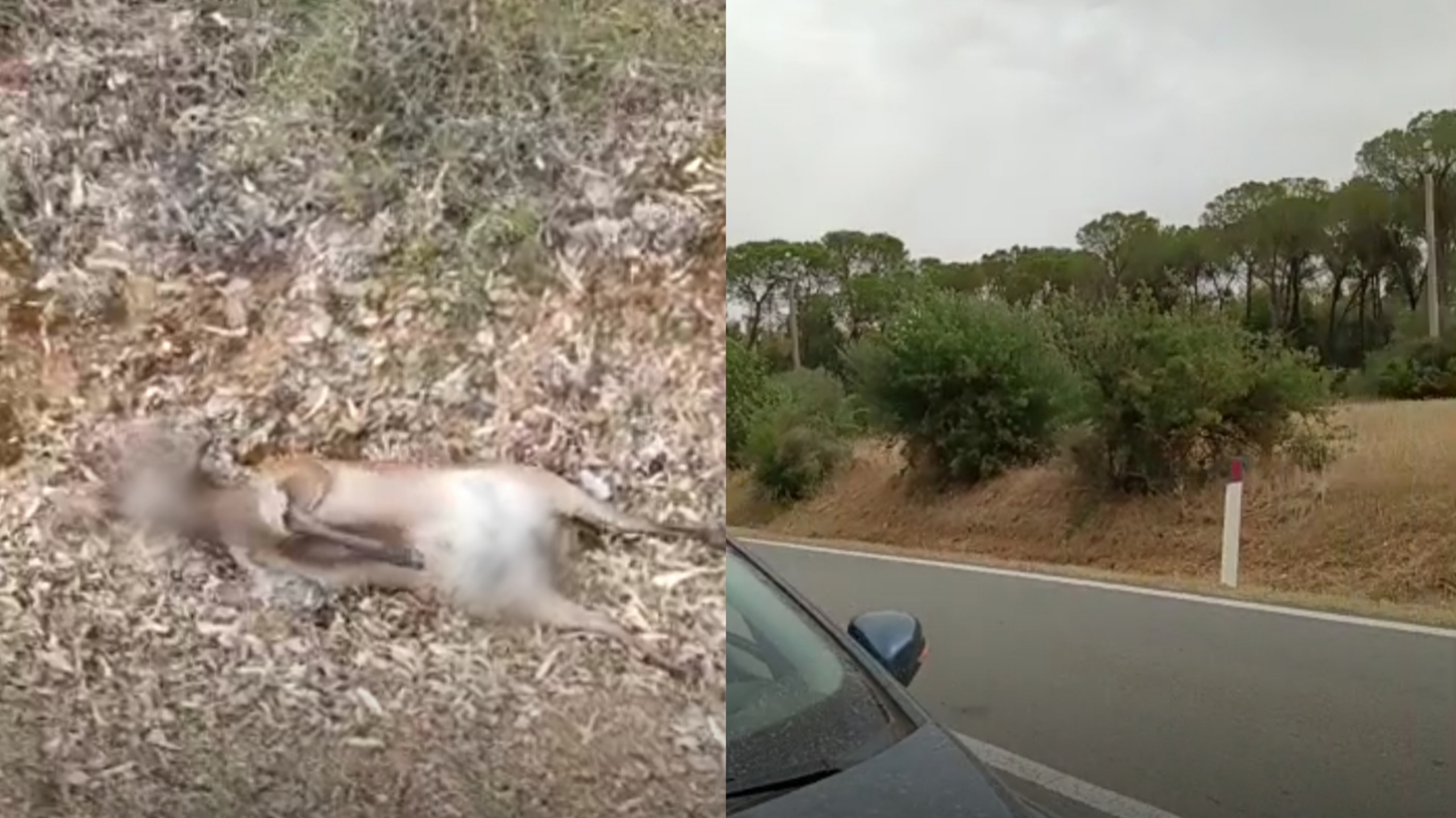 Pericolo ungulati che attraversano la strada anche nel Sulcis Iglesiente