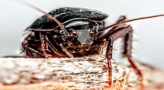 Capoterra, invasione di blatte in diversi quartieri della cittadina: corrono in strada, sui muri delle case e volano dentro le case