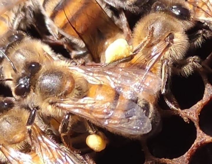 Sardara, bombe di semi realizzate dai bambini per aiutare le api