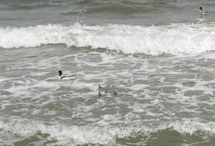 Quartu, carabinieri in azione al mare: salvata una famiglia di germani reali
