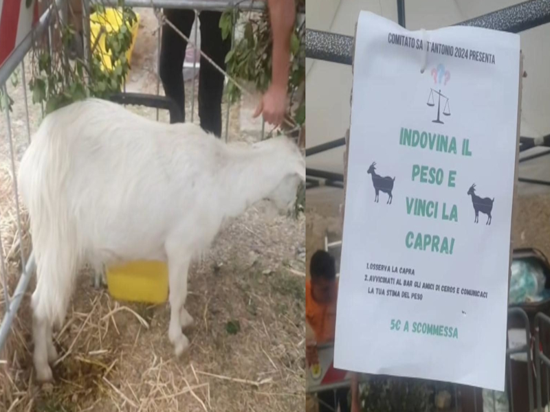 Capra legata e messa in palio durante una sagra a Jerzu, fiumi di polemiche sui social