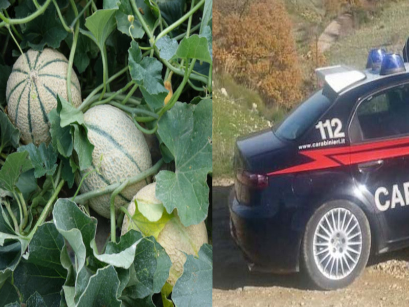 Ruba meloni e viene preso a bastonate dal padrone del terreno, 67enne finisce al Brotzu: denunciato per furto