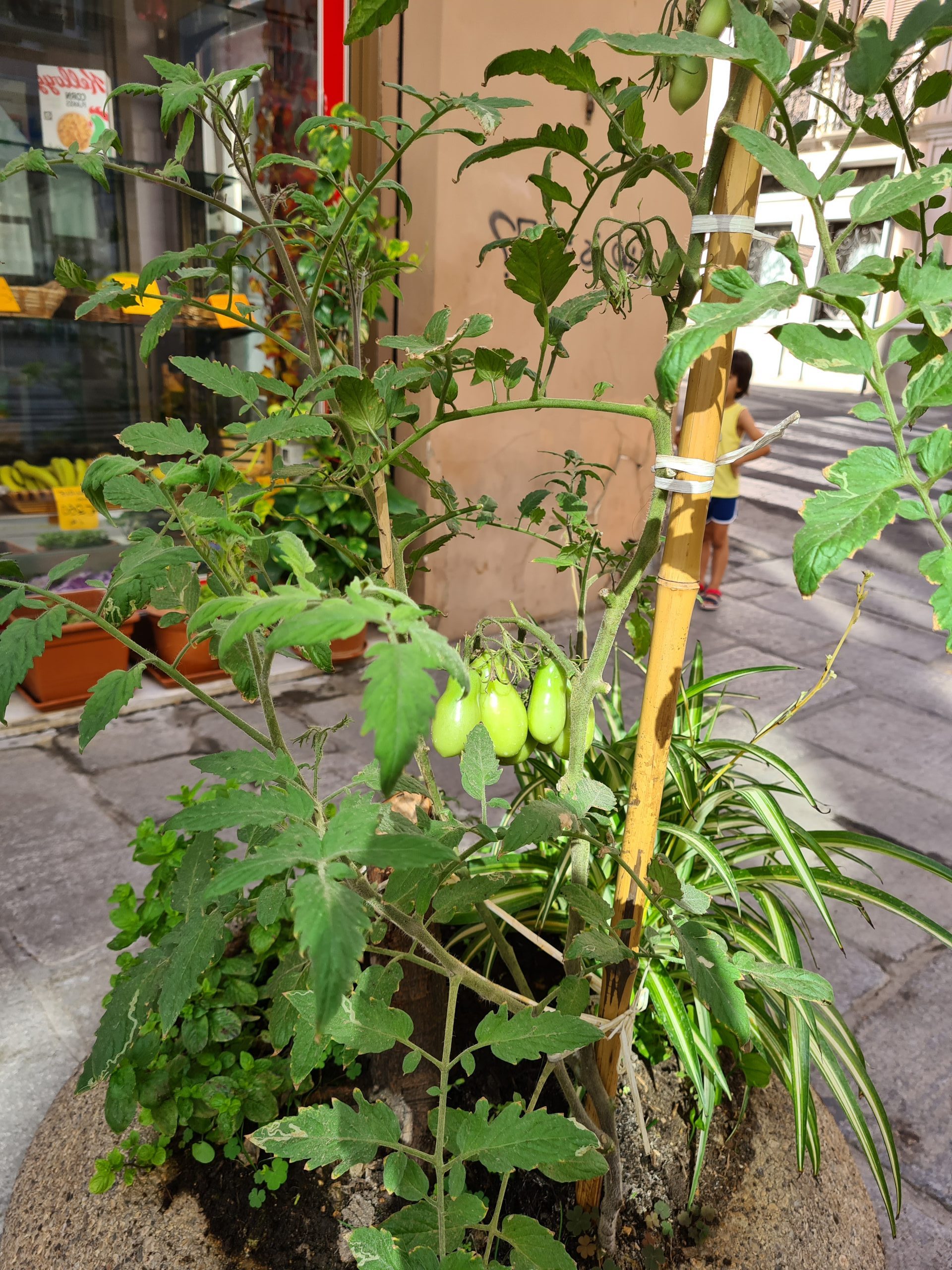 La curiosità nel Corso a Cagliari: gli abitanti si dilettano a coltivare anche i pomodori “a zucchina”