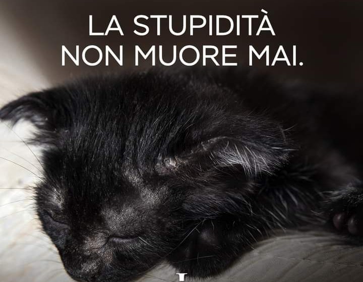 “La stupidità non muore mai”, la graffiante ironia di Taffo dopo l’orrore del gattino lanciato