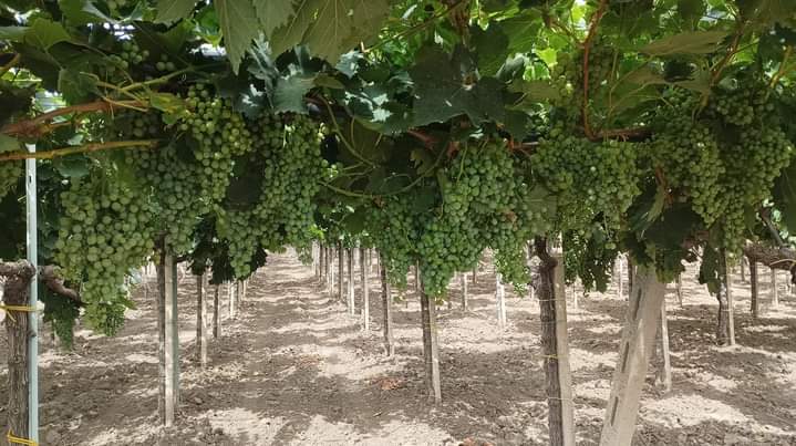 Danneggiate le vigne dell’assessore, sindaco e consiglio di Serdiana condannano il vile gesto