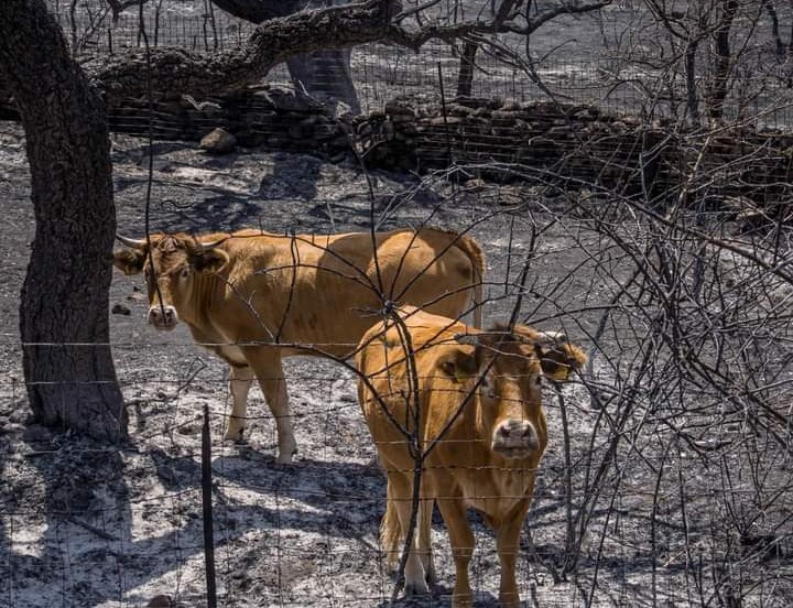 Querce secolari e boschi distrutti dalle fiamme, a Nuoro mille ettari in fumo: “Più controlli anche di notte”