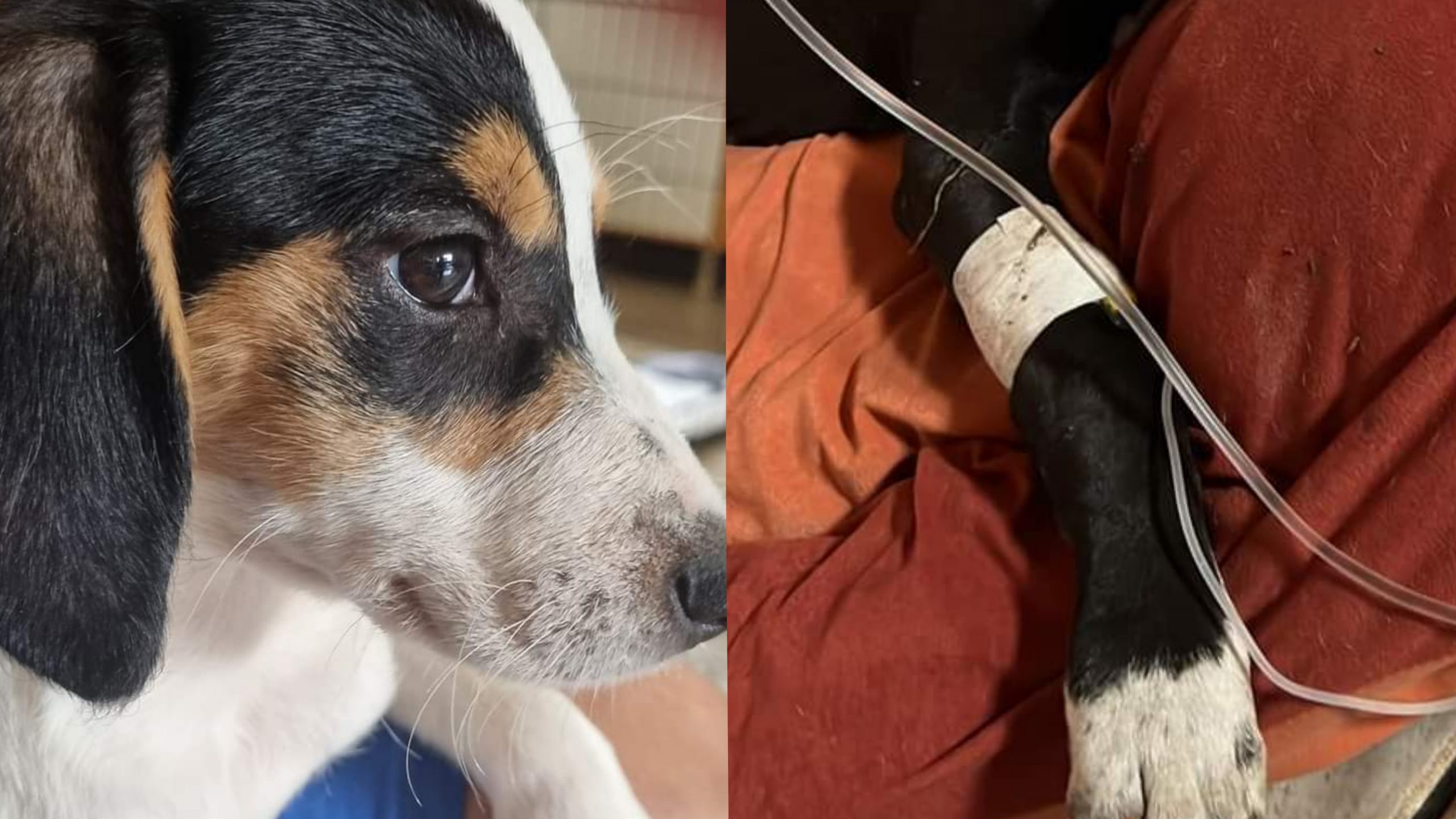 Quartu, strage di cuccioli a Tana di Bau Club: 17 cagnolini morti in pochi giorni