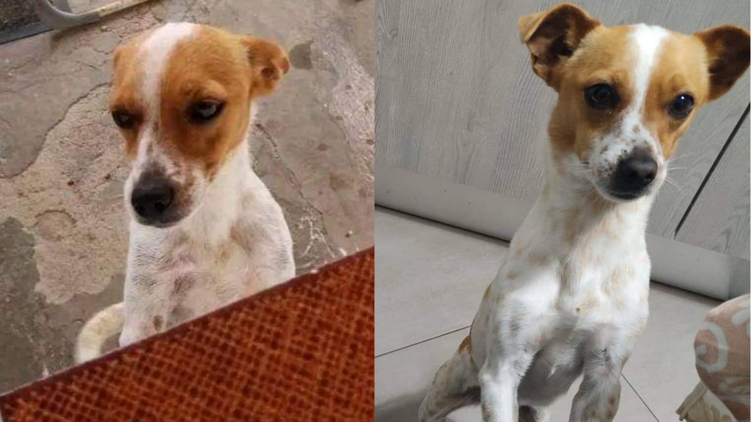 Sardara, la cagnolina è sparita da un anno ma la padrona la cerca ancora