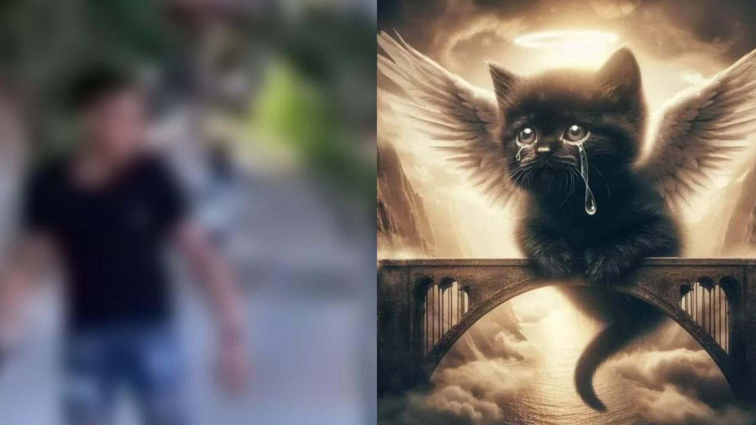 Il gattino lanciato da un ponte a Lanusei diventa caso nazionale: interviene anche Michela Brambilla