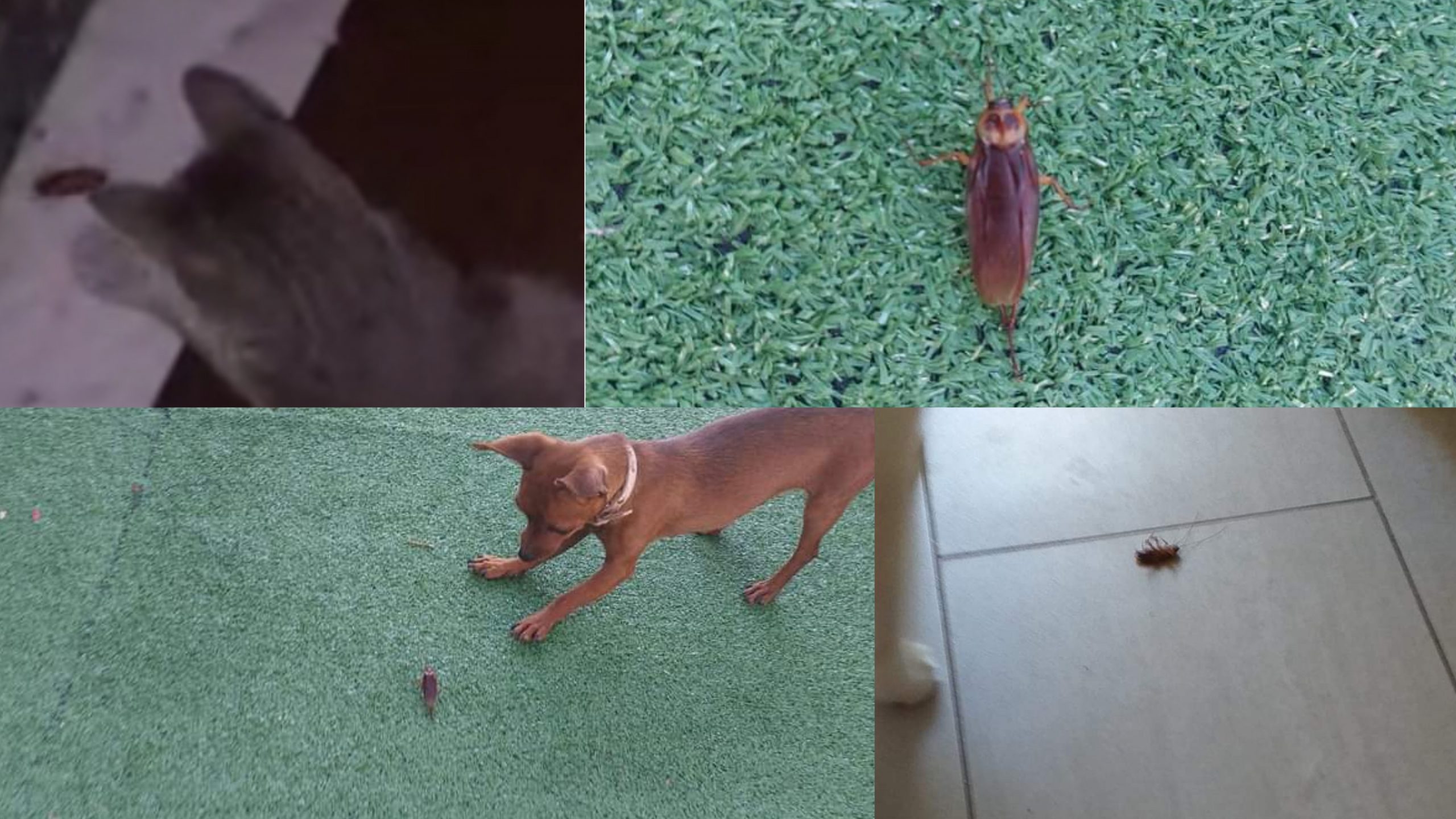 Monastir, blatte in casa nonostante la disinfestazione