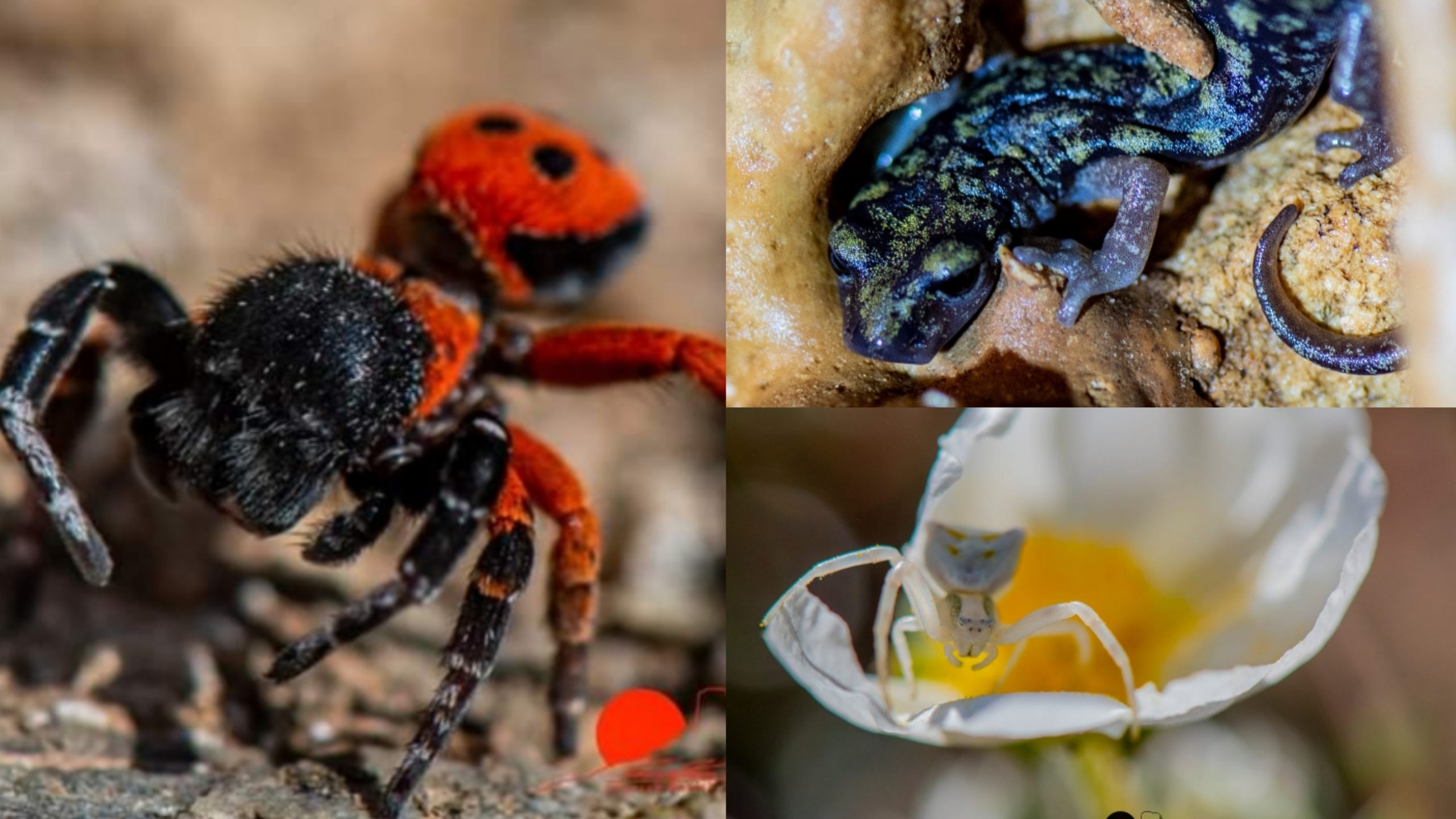 Sui monti di Gairo Taquisara, tra ragni coccinella e geotritoni